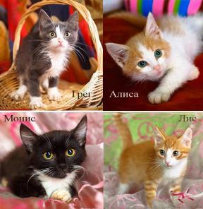 Кошачий детский сад. Всем котяткам нужен дом