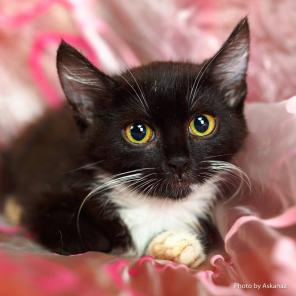 Котенок Монис суперская девочка ищет дом