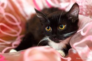 Котенок Монис суперская девочка ищет дом