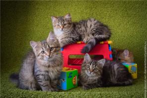 Сибирские котята W из питомника