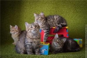 Сибирские котята W из питомника