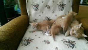 Настоящие рыжие котята, 1 мес! Раздаем в дар.