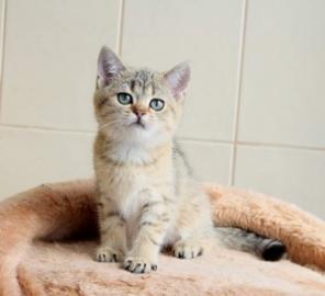 Британские котята драгоценных окрасов.