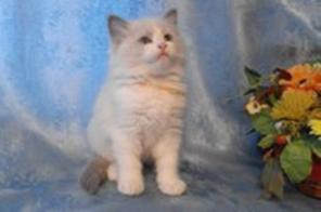 Продам котят Рэгдолл