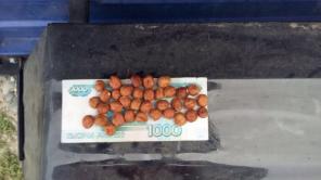 Продаем фундук оптом от производителя. 2015 года