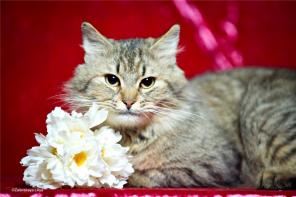 Красавчик Тимоша, котик с характером, в дар.