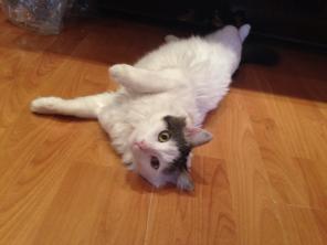 Юный котик Татоша в добрые руки!