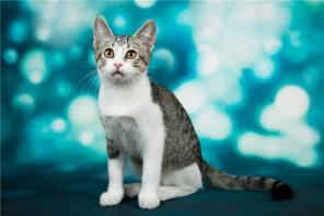 Самый фееричный котенок - Флэш