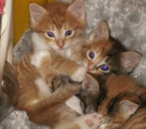 Котята домашние, 2 мес.