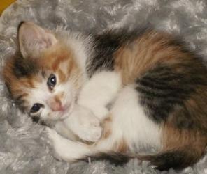 Котята домашние, 2 мес.