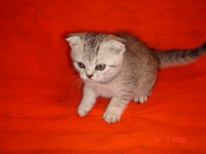 Шотландские кот и кошечка-крупные котята