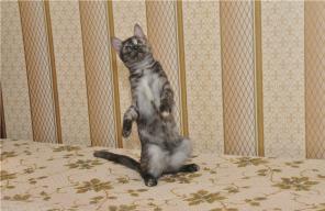 Котенок Люська в дар!