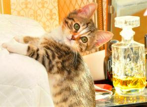 Очаровательный котенок Зайка в дар!