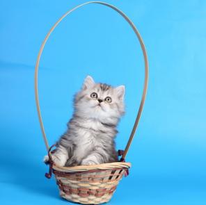 Хорошие котята