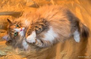 Маруся - кошка, которая гуляет сама по себе.