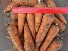 Морковь от производителя опт