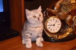 Продаются британские котята