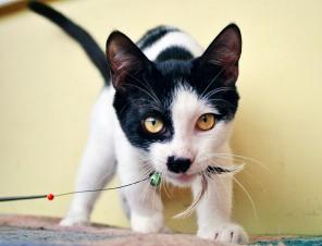 Пиратик – котенок Зось ищет маму.