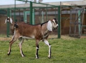 Англо-нубийские козлята