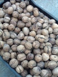 Продам грецкий орех для колки