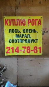 Рога соболь охоты продукты куплю
