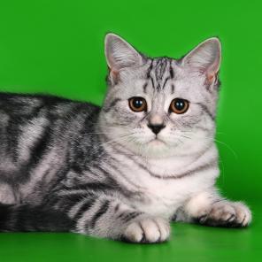 котята для вас. Скоттиш-страйт