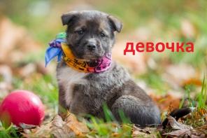 Самостоятельные карапузы