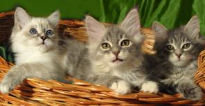 Сибирские элитные котята