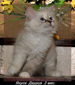 Сибирские элитные котята