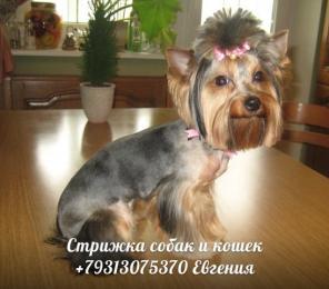 Зооуслуги для животных, стрижка собак и кошек на дому