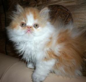 ПЕРСИДСКИЕ КОТЯТА