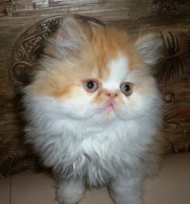 ПЕРСИДСКИЕ КОТЯТА