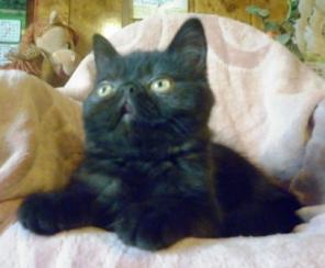 ЭКЗОТИЧЕСКИЕ КОРОТКОШЕРСТНЫЕ КОТЯТА