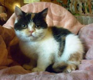 ЭКЗОТИЧЕСКИЕ КОРОТКОШЕРСТНЫЕ КОТЯТА