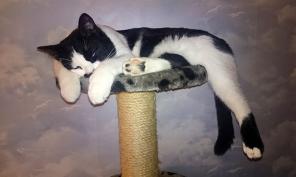 Уютный котик с золотым характером в дар!
