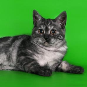 котята для вас