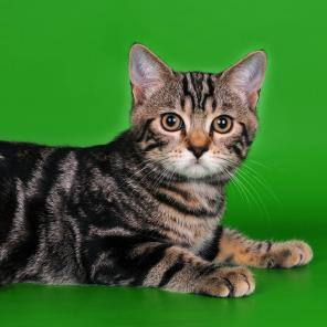 котята для вас