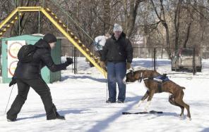 Дрессировка собак любых пород
