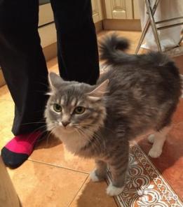 Отдадим в добрые руки кошку