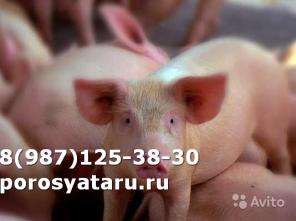 Поросятана откорм с доставкой до Вашего дома,30-40 дней,вес 5-7 кг.Звоните,привезем к выходным.89677940768