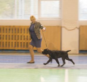 щенки кане корсо от вице. чемпиона мира