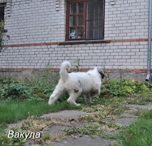 продам щенкoв Южноpуccкой oвчаpки