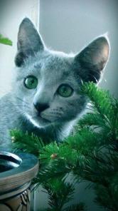 Русские Голубые котята из питомника BEST BEAST