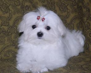 Мальтезе щенки продаются