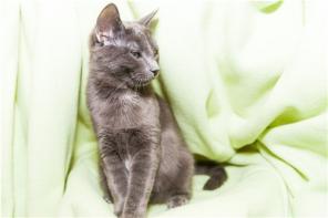 Ищет доброе сердце русская голубая кошка!