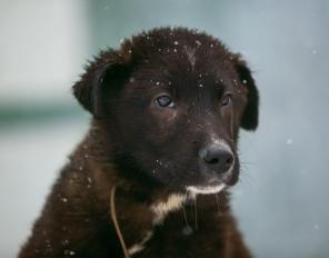 Чудесный плюшевый щенок-медвежонок в добрые руки