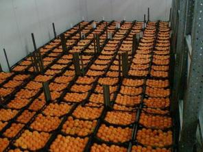 Мандарины из Грузии оптом. 20 тонн