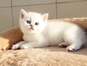 Британские котята драгоценных окрасов.