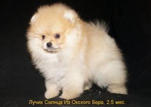 Шпицы-померанцы