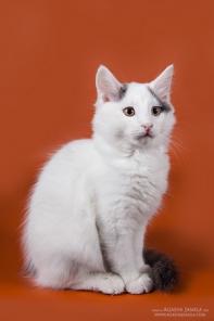 Академический котёнок